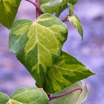 Hedera colchica Sulphur Heart - Variegated Ivy
