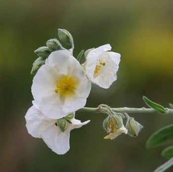 Helianthemum 'The Bride'