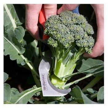 Hooked Garden Knife