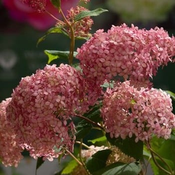 Hydrangea arborescens Invincibelle Spirit