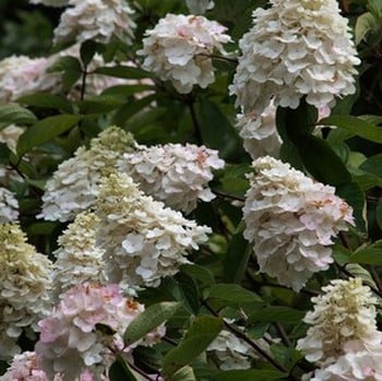 Hydrangea grandiflora shop
