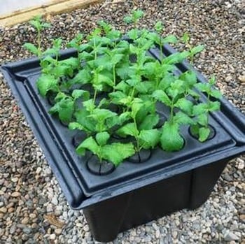 Hydropod Cuttings Propagators