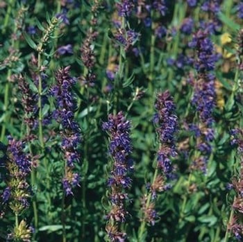 Hyssop - Organic Plant Packs