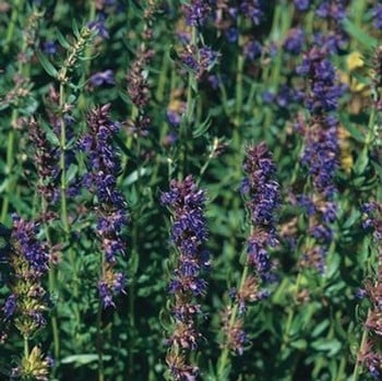 Hyssop - Organic Plant Packs