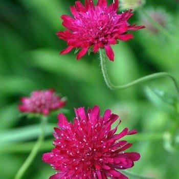 Knautia macedonica