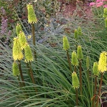 Kniphofia Bees Lemon