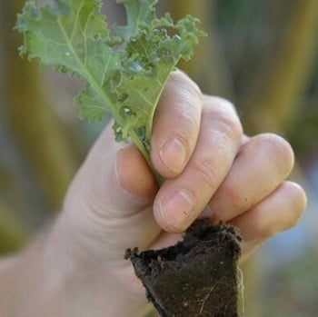 Large Vegetable Patch