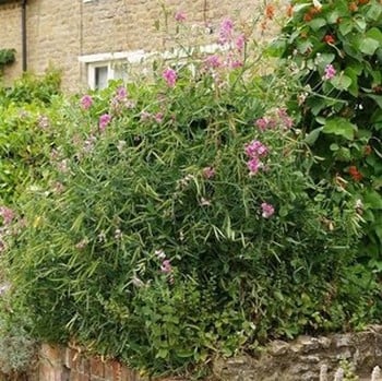 Lathyrus latifolius Pink Pearl