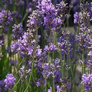 Lavandula angustifolia 'Munstead'