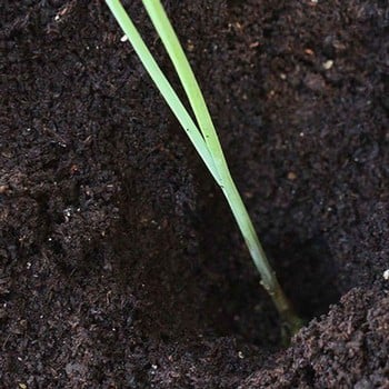 Leeks Musselborough - Organic Plant Packs Leeks Musselborough - Organic Plant Packs