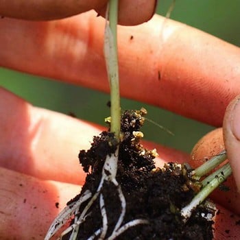 Leeks Musselborough - Organic Plant Packs Leeks Musselborough - Organic Plant Packs