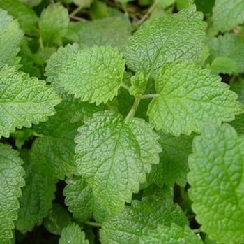 Lemon Balm - Organic Plant Packs