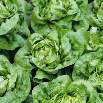 Lettuce Buttercrunch - Organic Plant Packs