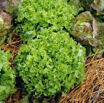 Lettuce Green Salad Bowl - Organic Plant Packs