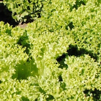 Lettuce Lollo Biondi - Organic Plant Packs Lettuce Lollo Biondi - Organic Plant Packs