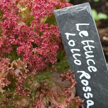 Lettuce Lollo Rossa - Organic Plant Packs