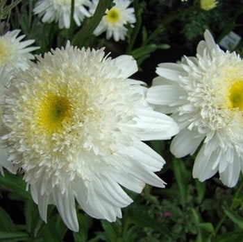 Leucanthemum Wirral Supreme