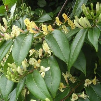 Lonicera henryi - Honeysuckle