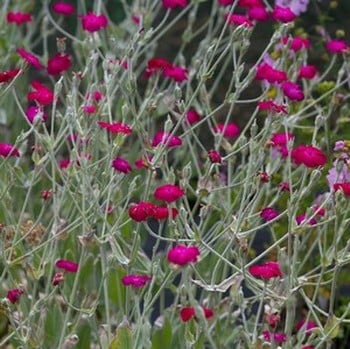 Lychnis coronaria