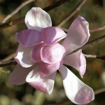 Magnolia sprengeri Diva