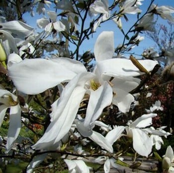 Magnolia Wadas Memory