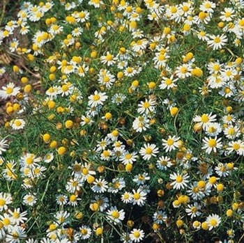 Matricaria Chamomilla Chamomile - Organic Plant Packs