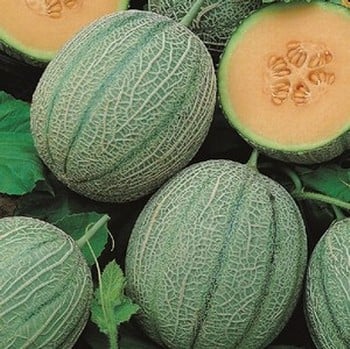 Melon Blenheim Orange (5 Plants) Organic