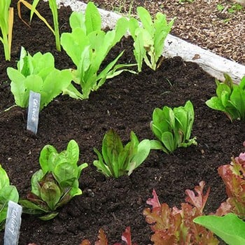 Mini Year Round Veg Patch