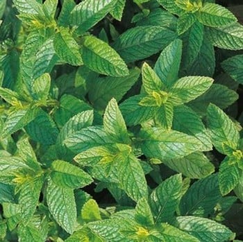 Mint Garden - Organic Plant Packs