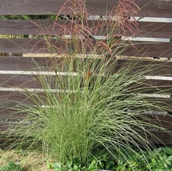 Miscanthus sinensis Gracillimus