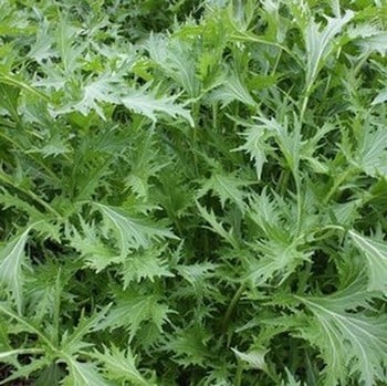 Mizuna Kyoto (10 Plants) Organic