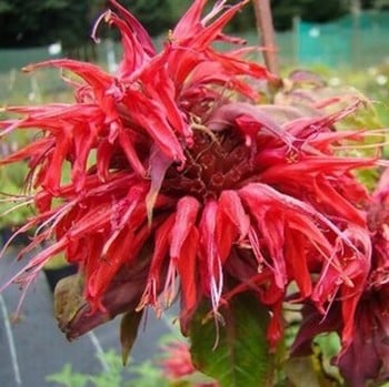 Monarda Cambridge Scarlet