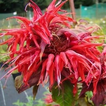 Monarda Cambridge Scarlet