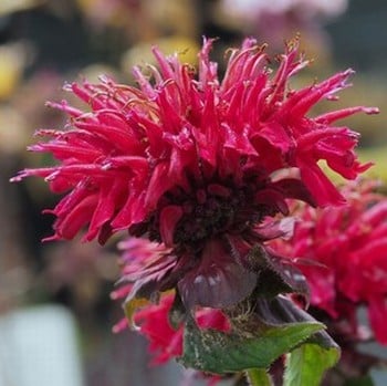 Monarda Fireball