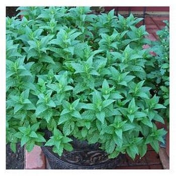 Natural Cat Deterrent Plant Seeds