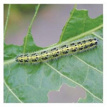 Nemasys Caterpillar Killer