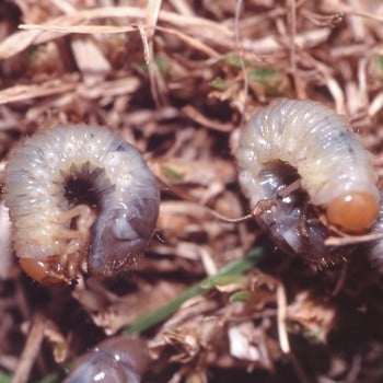 Nemasys Chafer Grub Killer