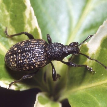 Nemasys Vine Weevil Killer