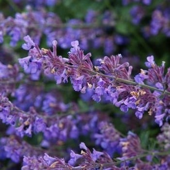 Nepeta Six Hills Giant