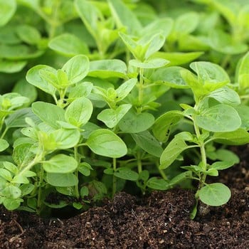 Oregano - Greek (3 Plants) Organic