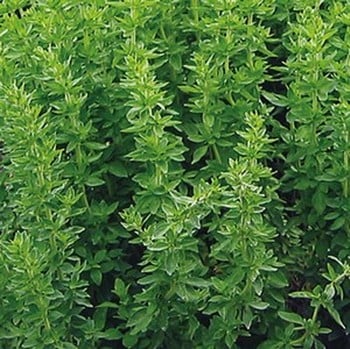 Oregano Greek - Organic Plant Packs Oregano Greek - Organic Plant Packs