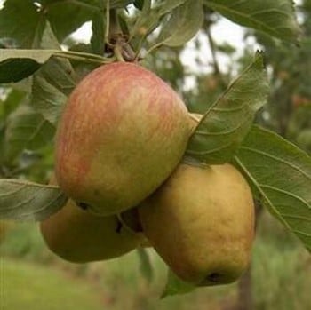 Organic Adam's Pearmain Dessert Apple - Semi Dwarf