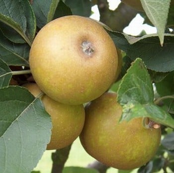 Organic Ashmeads Kernel Dessert Apple Tree Semi Dwarf
