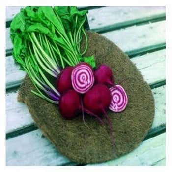 Organic Beetroot Chioggia Seeds