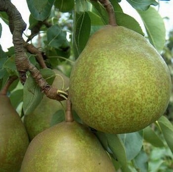 Organic Beurre Superfin Pear Tree