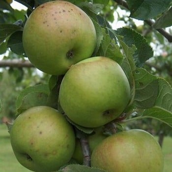 Organic Blenheim Orange Apple Trees