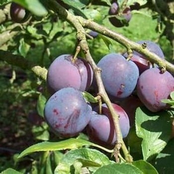 Organic Blue Tit Plum Tree