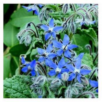 Organic Borage Seeds