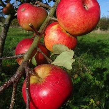 Organic Bountiful Apple Trees