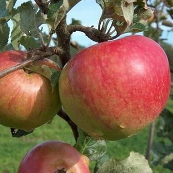 Organic Bountiful Apple Trees